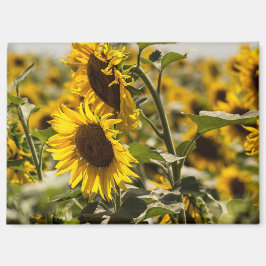 Magneet - Zonnebloemen Op Het Veld