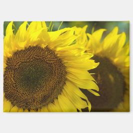 Magneet - Zonnebloemen Solidariteit