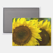 Magneet - Zonnebloemen Solidariteit (Voorkant / Achterkant)
