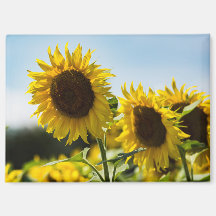 Magneet - Zonnebloemen Zomerstraling