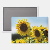 Magneet - Zonnebloemen Zomerstraling (Voorkant / Achterkant)