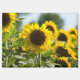 Magneet - Zonnebloemveld Zomer