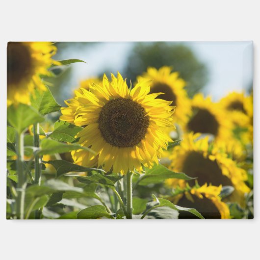 Magneet - Zonnebloemveld Zomer (Voorkant)