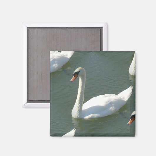 Magneet - Zwanen in kleur (Voorkant / Achterkant)