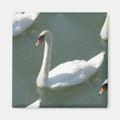 Magneet - Zwanen in kleur (Voorkant)