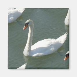 Magneet - Zwanen in kleur