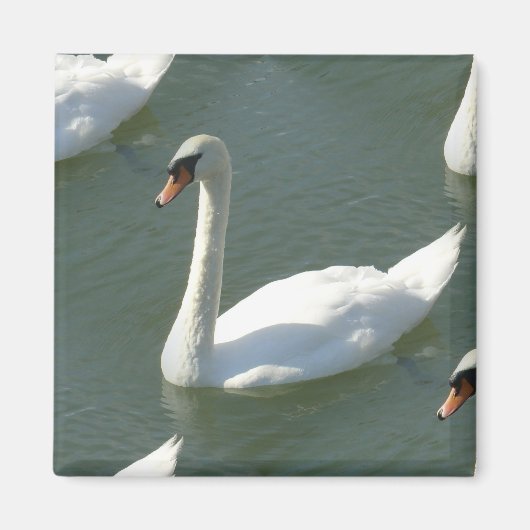 Magneet - Zwanen in kleur (Voorkant)