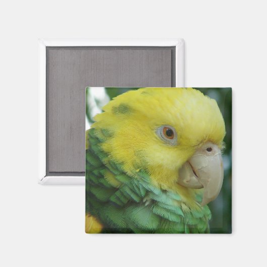 Magnet (Voorkant / Achterkant)