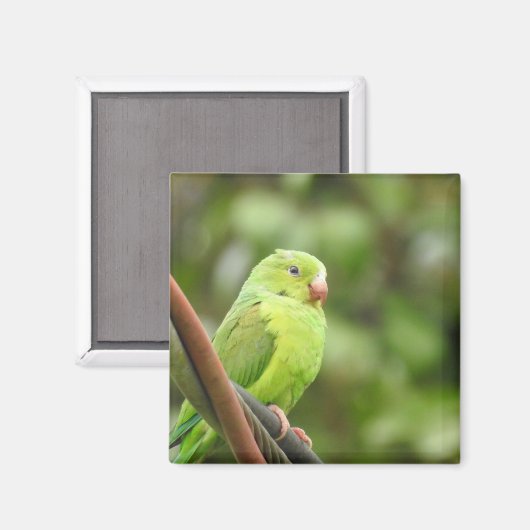 Magnet (Voorkant / Achterkant)