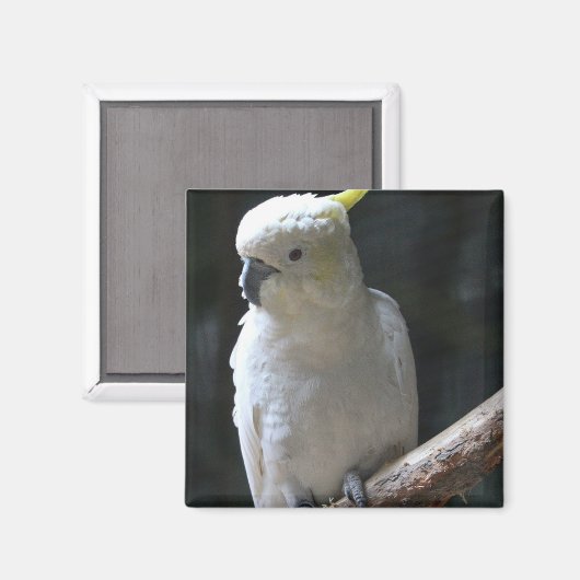 Magnet (Voorkant / Achterkant)