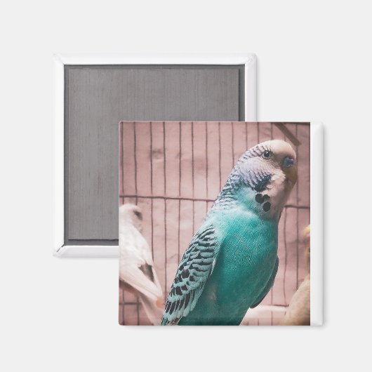 Magnet (Voorkant / Achterkant)