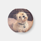 Magnet Adorable Terrier Puppy (Voorkant)