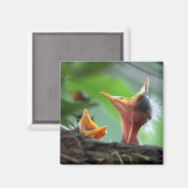 Magnet - Amerikaanse Robin Babies (Voorkant / Achterkant)