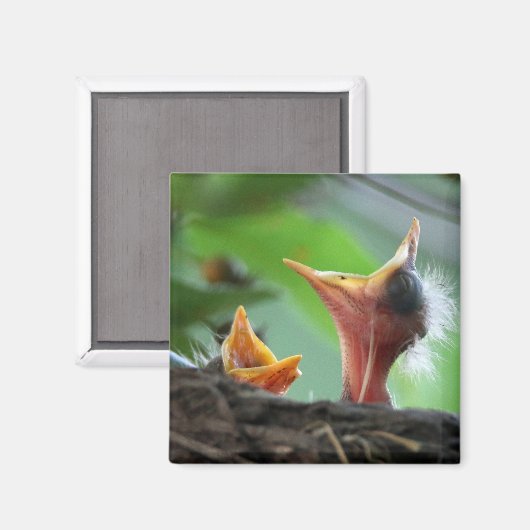 Magnet - Amerikaanse Robin Babies (Voorkant / Achterkant)