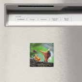 Magnet - Amerikaanse Robin Babies (Insitu (Vaatwasser))