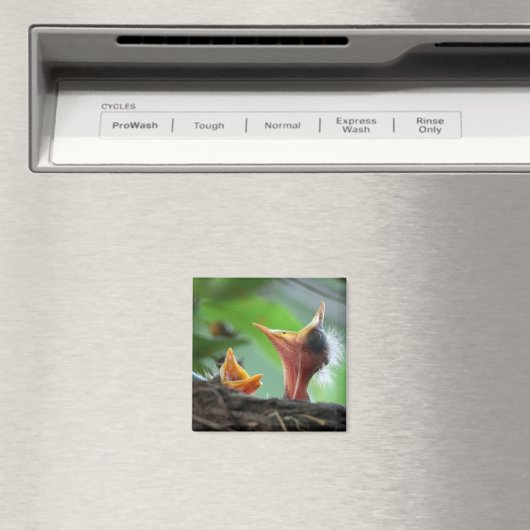 Magnet - Amerikaanse Robin Babies (Insitu (Vaatwasser))