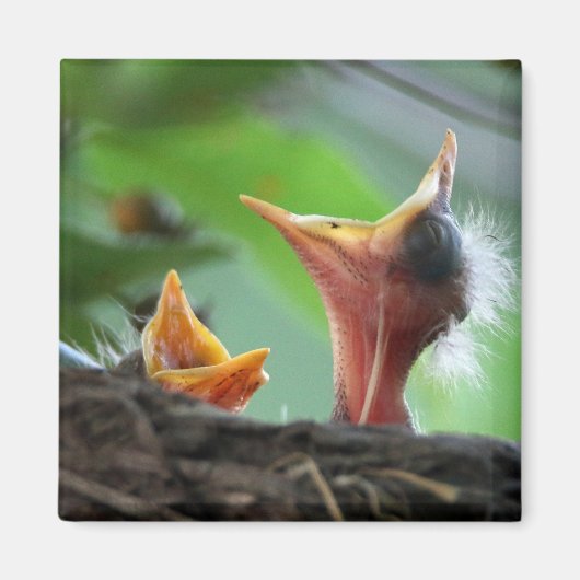 Magnet - Amerikaanse Robin Babies (Voorkant)