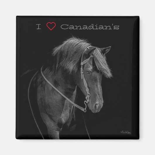 Magnet Canadian Horse (Voorkant)