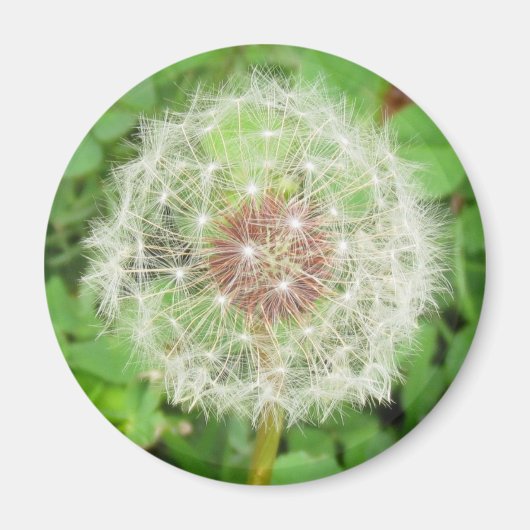 Magnet - Dandelion Seed Ball (Voorkant)