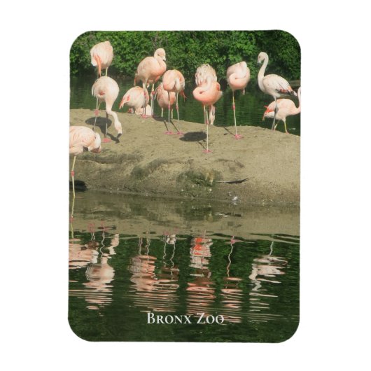 Magnet - de Flamingos in de Bronx Zoo Magneet (Verticaal)
