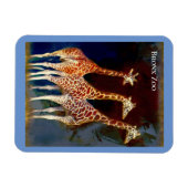 Magnet - de Giraffes in de Bronx Zoo Magneet (Horizontaal)