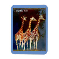 Magnet - de Giraffes in de Bronx Zoo