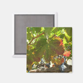 Magnet - Druivenwijn (Voorkant / Achterkant)