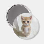 Magnet El Gato Cat Meme (Voorkant / Achterkant)