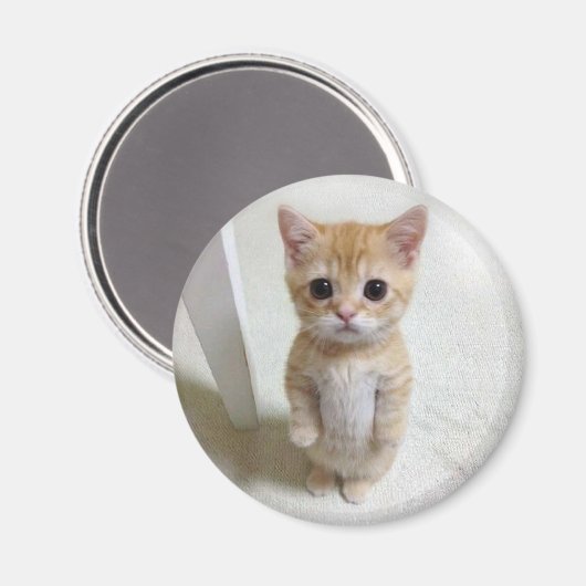 Magnet El Gato Cat Meme (Voorkant / Achterkant)