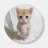 Magnet El Gato Cat Meme (Voorkant)