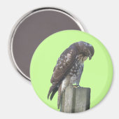 Magnet - Falcon (Voorkant / Achterkant)