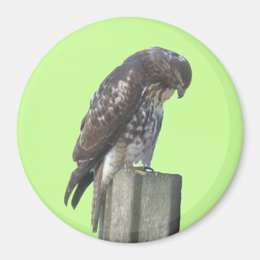 Magnet - Falcon (Voorkant)