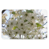 Magnet - Flexi - Blooming Bradford Pear Magneet (Horizontaal)