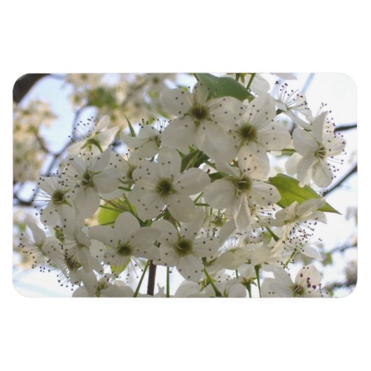 Magnet - Flexi - Blooming Bradford Pear Magneet (Horizontaal)