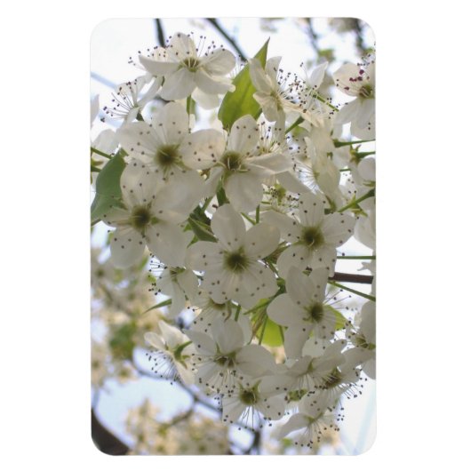 Magnet - Flexi - Blooming Bradford Pear Magneet (Verticaal)