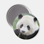 Magnet Foto reus panda, dieren 0241. (Voorkant / Achterkant)