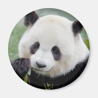 Magnet Foto reus panda, dieren 0241.