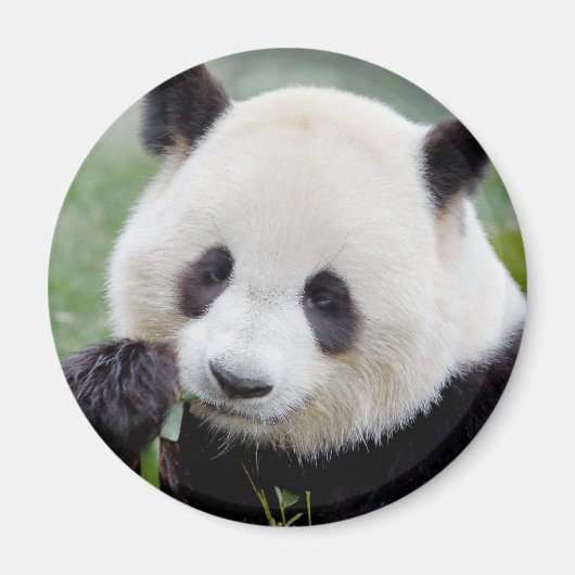Magnet Foto reus panda, dieren 0241. (Voorkant)