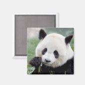 Magnet Foto reus panda, dieren 0407. (Voorkant / Achterkant)