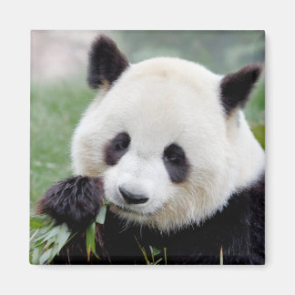 Magnet Foto reus panda, dieren 0407.