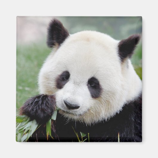 Magnet Foto reus panda, dieren 0407. (Voorkant)