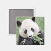 Magnet Foto reus panda, dieren 0409. (Voorkant / Achterkant)