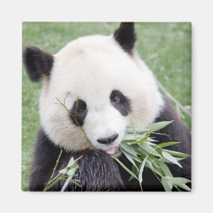 Magnet Foto reus panda, dieren 0409.