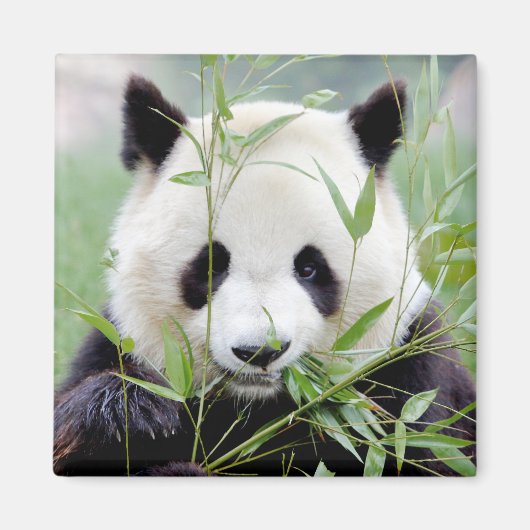 Magnet Foto reus panda. Panda-wedstrijd. (Voorkant)