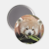 Magnet Foto rode panda, dieren 0359. (Voorkant / Achterkant)