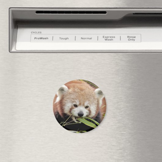 Magnet Foto rode panda, dieren 0359. (Insitu (Vaatwasser))