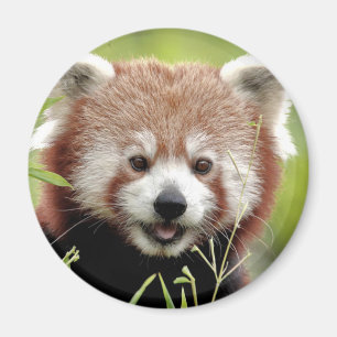 Magnet Foto rode panda, dieren 0362.