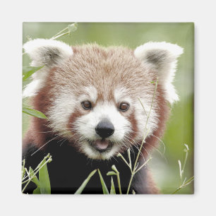 Magnet Foto rode panda, dieren 0630.