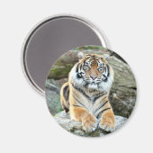 Magnet Fototijger, dieren 0214. (Voorkant / Achterkant)