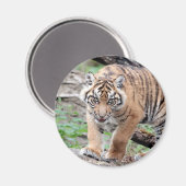 Magnet Fototijger, dieren 1. magnet (Voorkant / Achterkant)